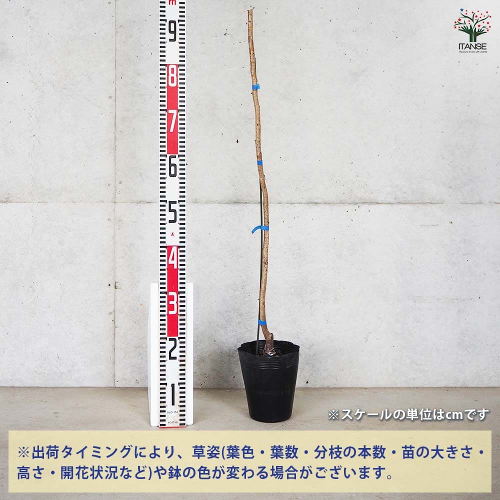 彼岸系桜 アーコレイド桜 【花木苗 5号ポット／1個売り