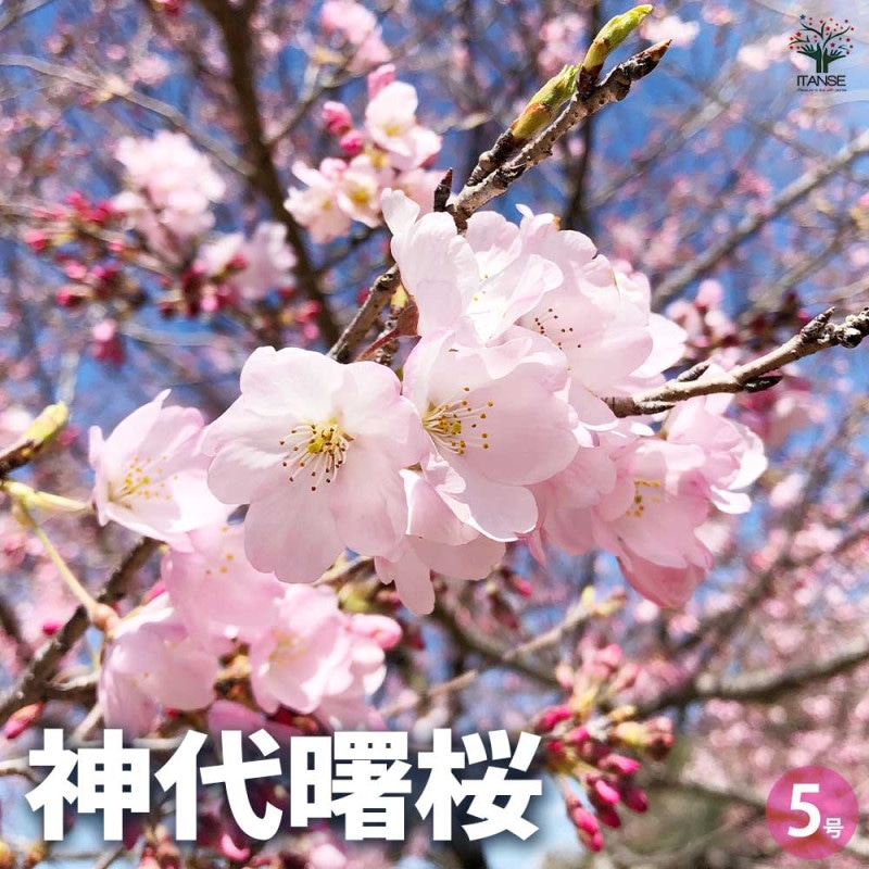 桜｜【植物のITANSE】全品送料無料・即出荷!