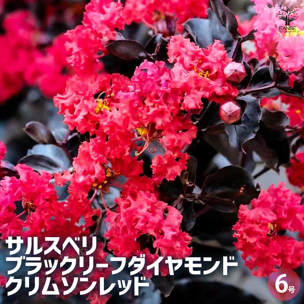 サルスベリ ブラックリーフダイヤモンド クリムゾンR 【花木苗 6号ポット／1個売り】