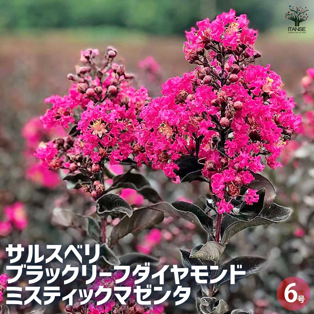 サルスベリ ブラックリーフダイヤモンド ミスティックM 【花木苗 6号ポット／1個売り】