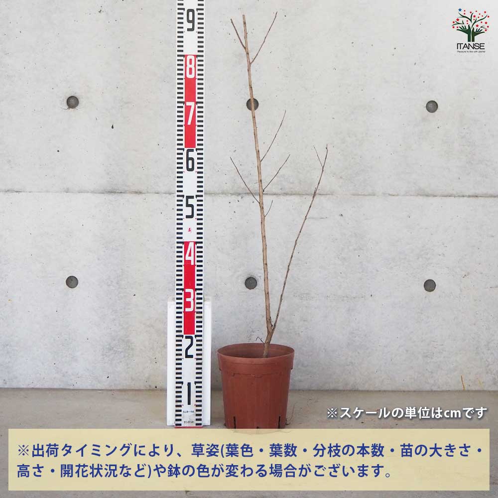 サルスベリ ブラックリーフダイヤモンド ラベンダーL 【花木苗 6号