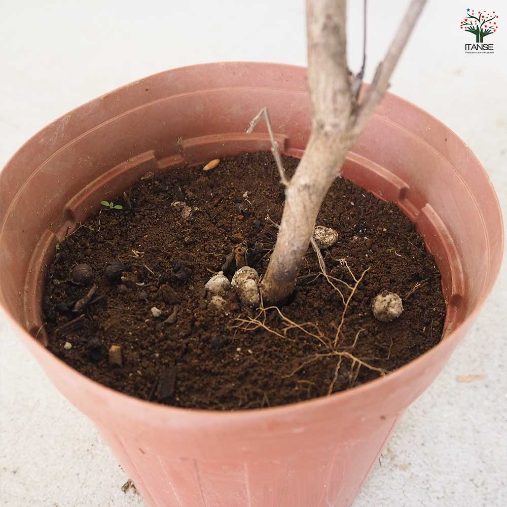 サルスベリ ブラックリーフダイヤモンド ラベンダーL 【花木苗 6号