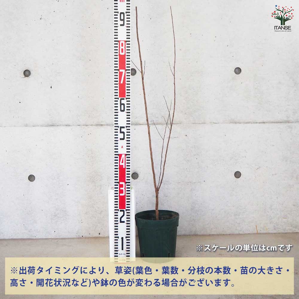 ベルリリー様 確認用 4点(6月20日)／EN-1114～EN-1117 ベルリリー様 確認用 4点(6月20日)／EN-1114～EN-1117