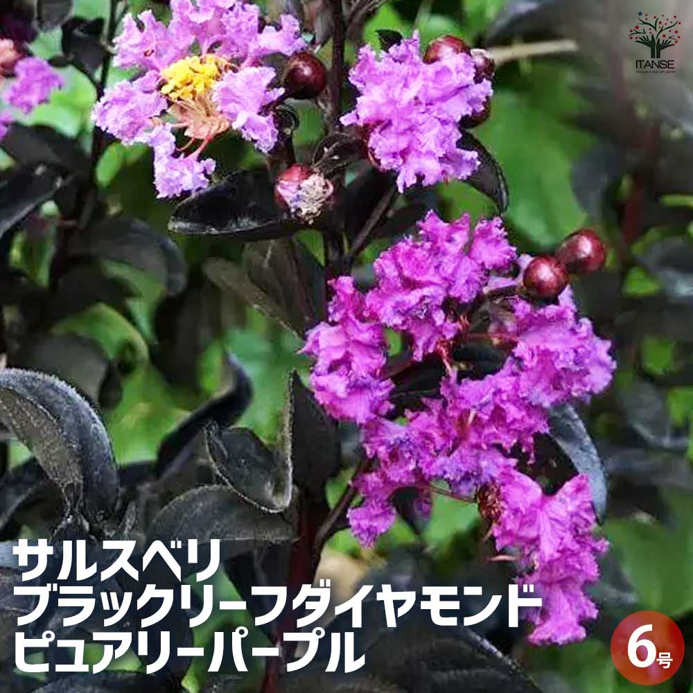 サルスベリ ブラックリーフダイヤモンド ピュアリーP 【花木苗 6号ポット／1個売り】