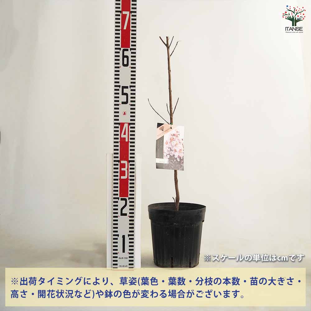サルスベリ ブラックリーフダイヤモンド ブラッシュ 【花木苗 6号