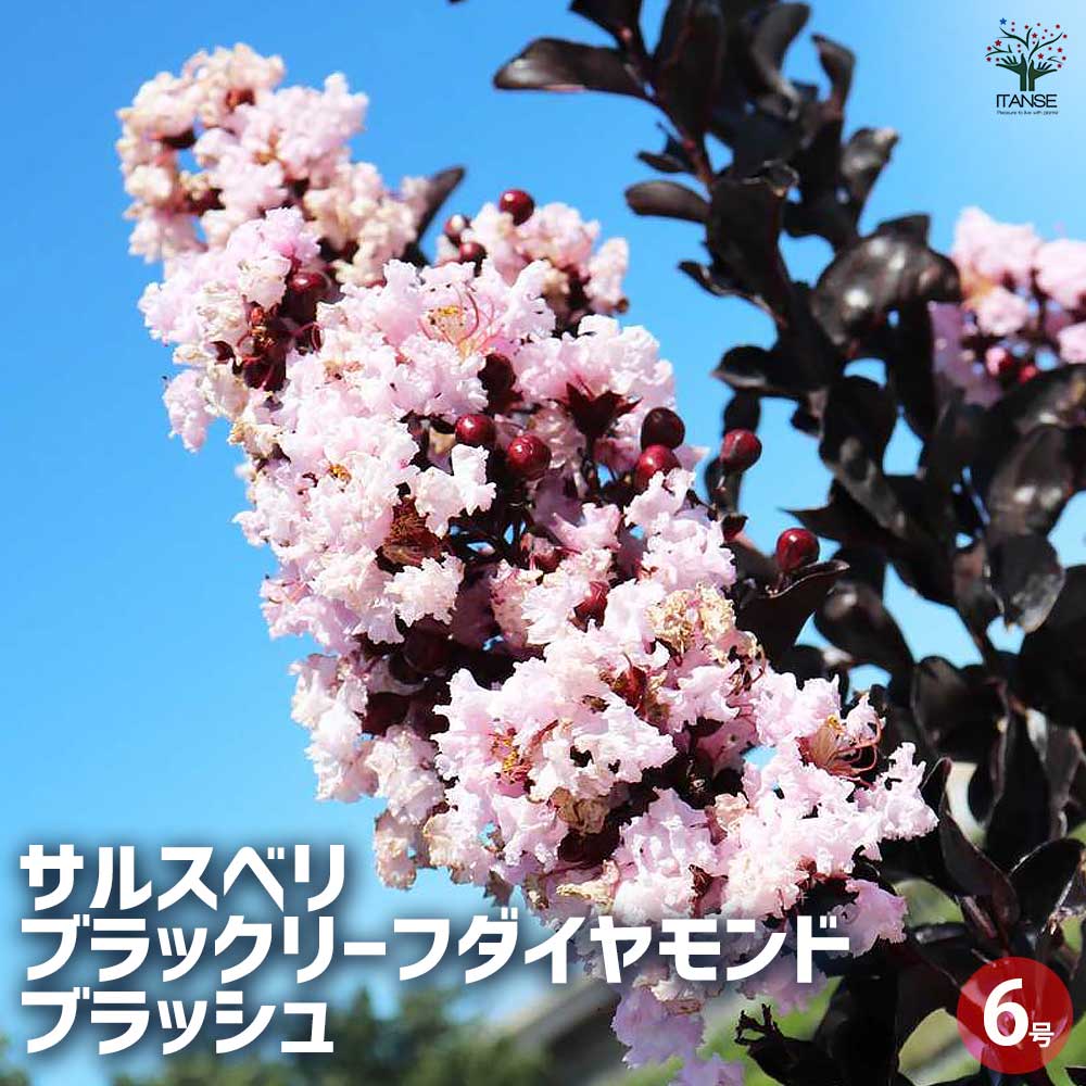 サルスベリ ブラックリーフダイヤモンド ブラッシュ 【花木苗 6号ポット／1個売り】