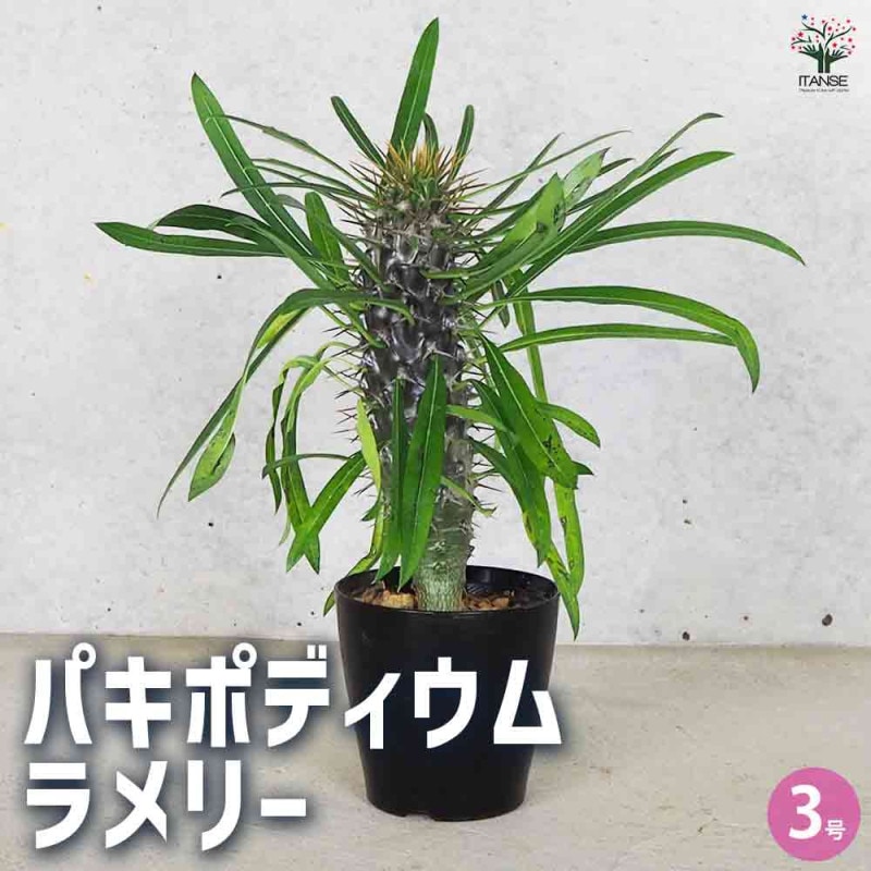 パキポディウム　ビスピノーサム　現地球　発根株　良型　(鉢付き) 植物×鉢】パキポディウム ビスピノーサム 現地級 大株