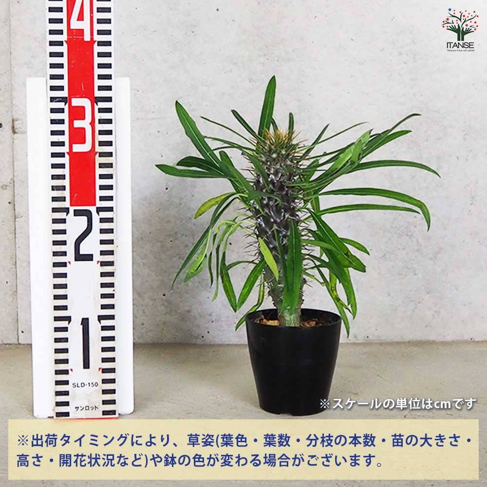 多肉植物 パキポディウム ラエリー 【観葉植物 3号鉢／1個売り