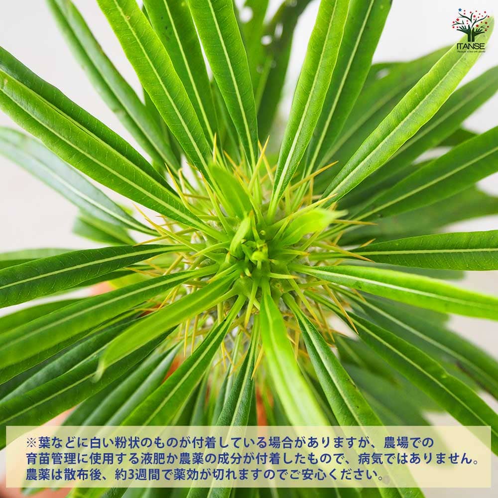 多肉植物 パキポディウム ラエリー 【観葉植物 3号鉢／1個売り