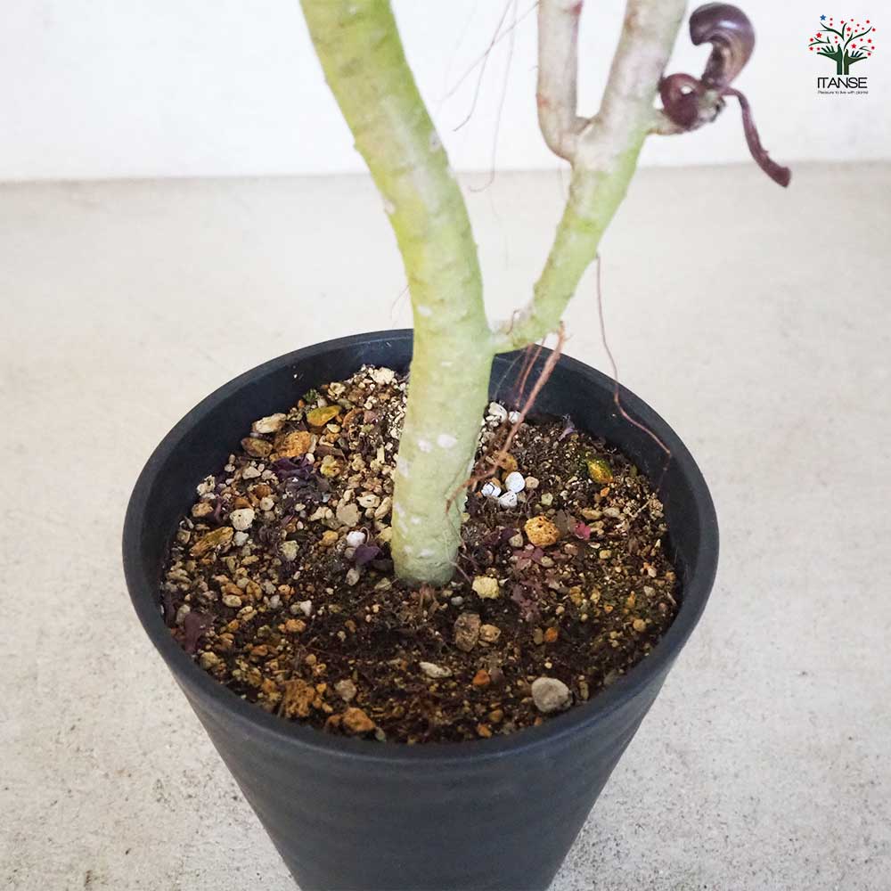 多肉植物 黒法師 【観葉植物 6号鉢／1個売り】｜ 【植物のITANSE