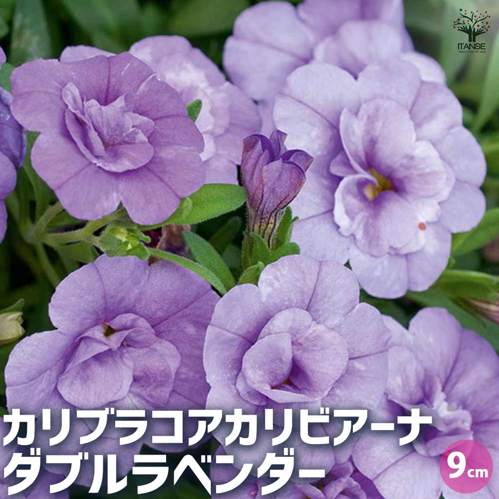 カリブラコア カリビアーナ ダブルラベンダー 【花苗 9cmポット／お買い得3個セット】