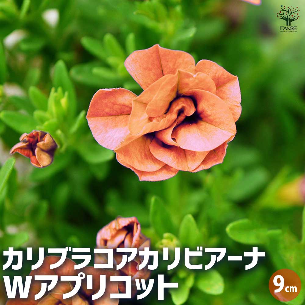 カリブラコア カリビアーナ Wアプリコット 【花苗 9cmポット／お買い得3個セット】