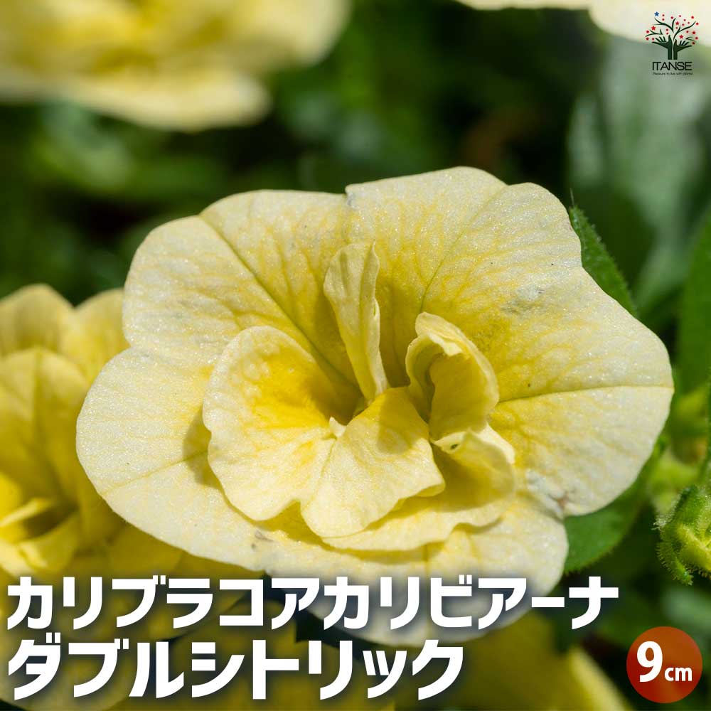 カリブラコア カリビアーナ ダブルシトリック 【花苗 9cmポット／お買い得3個セット】
