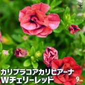 カリブラコア カリビアーナ Wチェリーレッド 【花苗 9cmポット／お買い得3個セット】|花苗