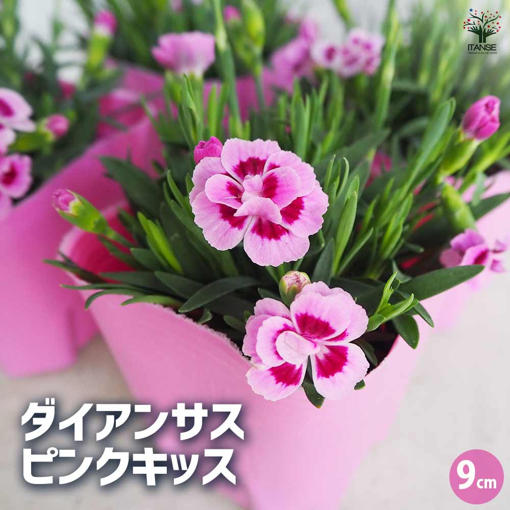 ダイアンサス ピンクキッス 【花苗 9cmポット／お買い得3個セット】