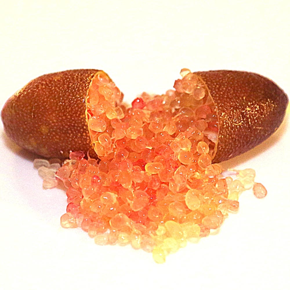 フィンガーライム エマ 【果樹の苗木 6号鉢／1個売り】