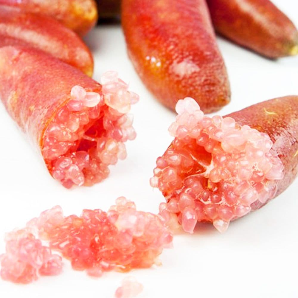 フィンガーライム レインフォレスト 【果樹の苗木 6号鉢／1個売り】