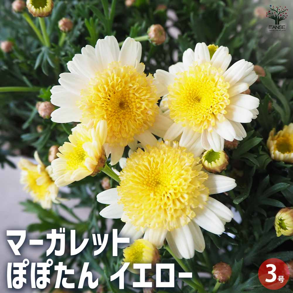 マーガレット ぽぽたん イエロー 【花苗 3号ポット】