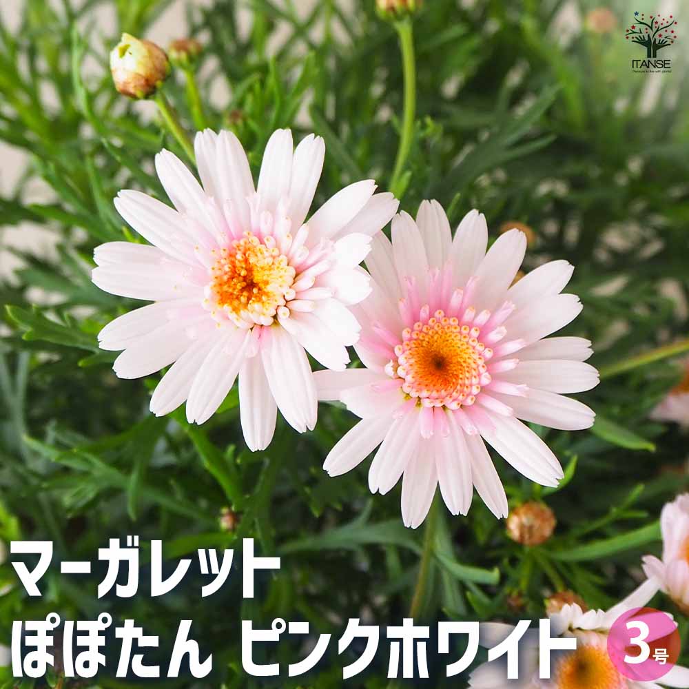 マーガレット ぽぽたん ピンクホワイト 【花苗 3号ポット】