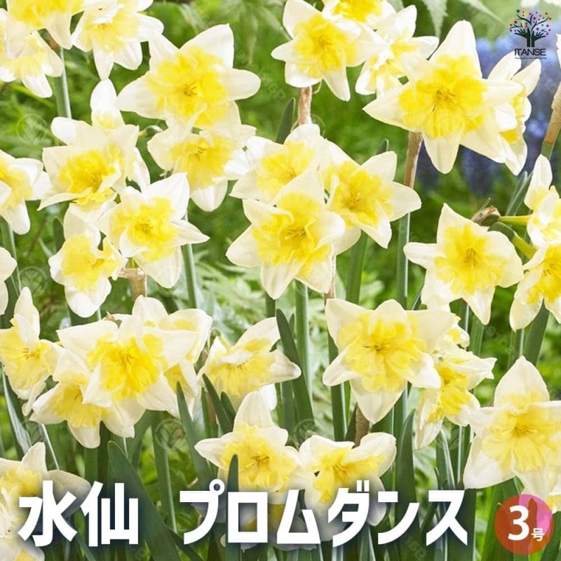 観葉植物 ユッカ アロイフォリア 【観葉植物 5号／1個売り】｜ 【植物