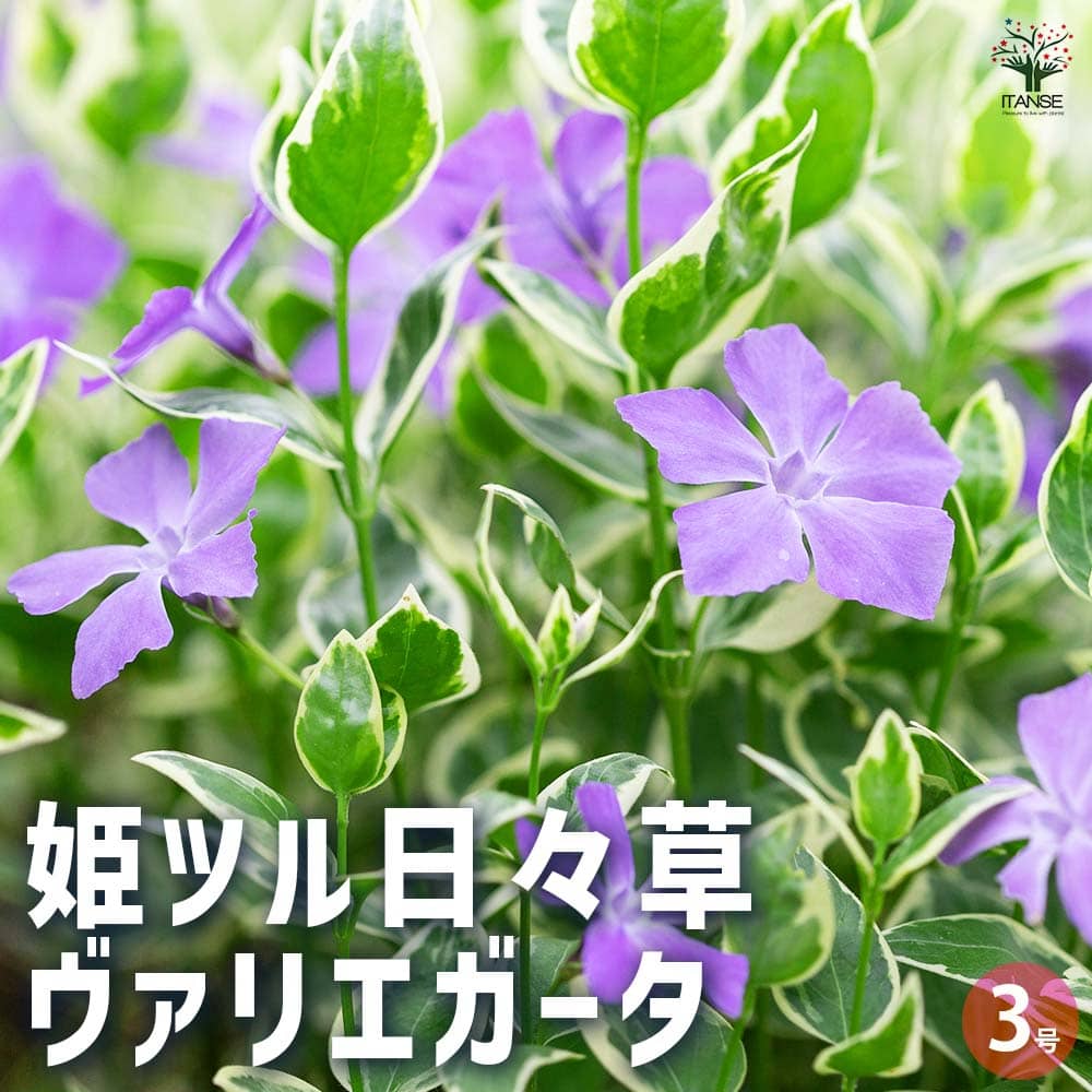 姫ツル日々草(ヒメツルニチニチソウ) ヴァリエガータ 【花苗 3号ポット】