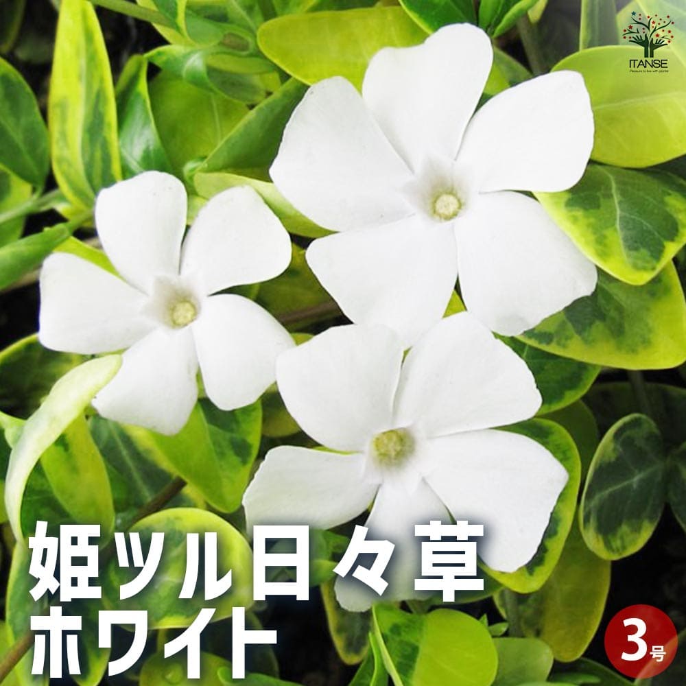 姫ツル日々草(ヒメツルニチニチソウ) ホワイト 【花苗 3号ポット】