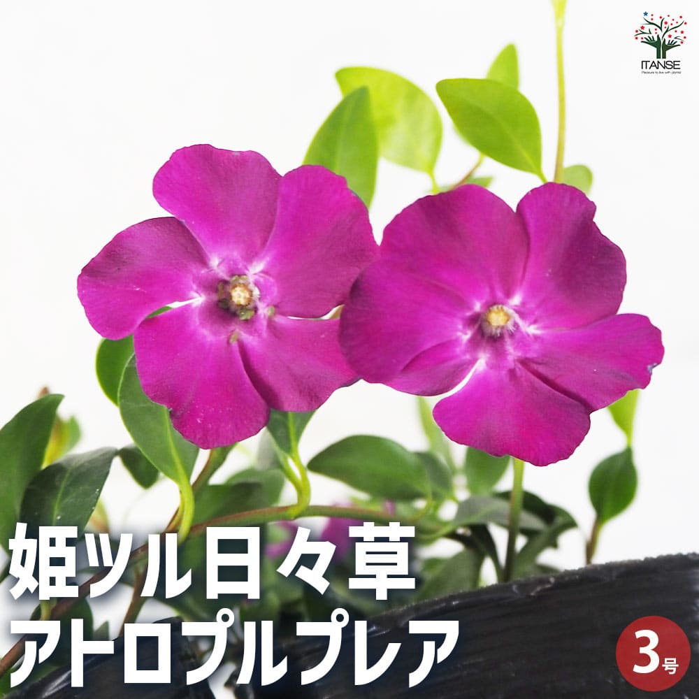 姫ツル日々草(ヒメツルニチニチソウ) アトロプルプレア 【花苗 3号ポット】