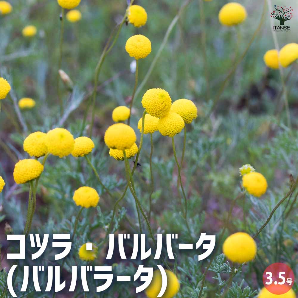コツラ バルバータ(バルバラータ) 【花苗 3.5号ポット】