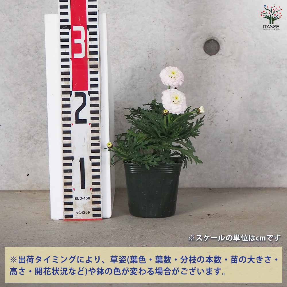 雲の向こうさん苗 命名株 ももまろ【ポット、札付き】 マーガレット マルコロッシ 【花苗 3.5号ポット】｜ 【植物の