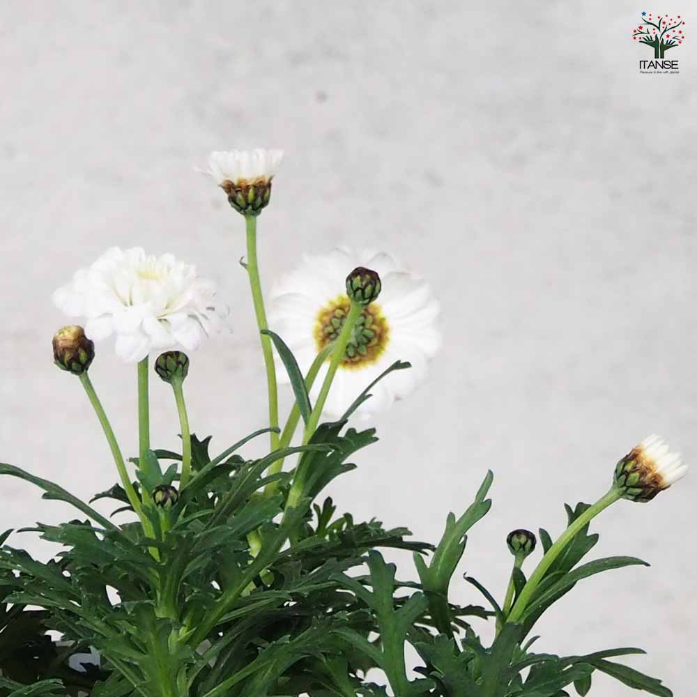 マーガレット マルコロッシ 【花苗 3.5号ポット】｜ 【植物の