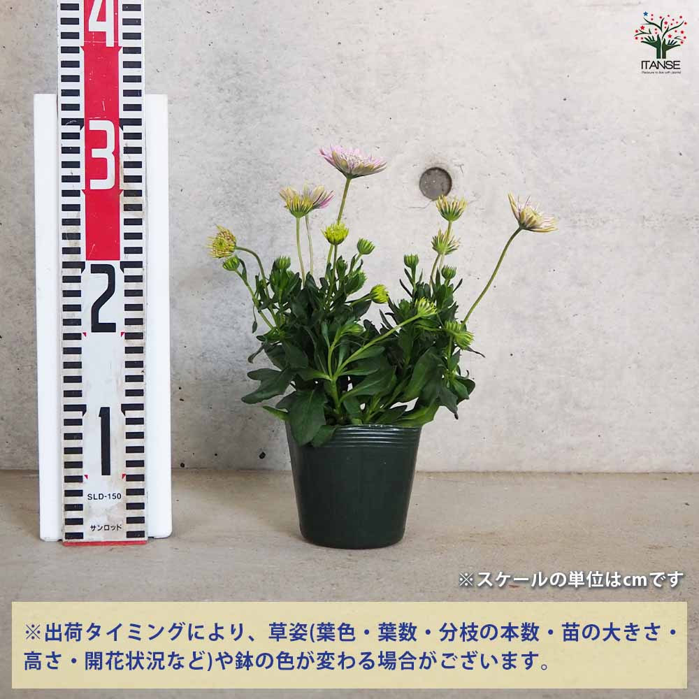 オステオスペルマム ロココ 【花苗 3.5号ポット】｜ 【植物の