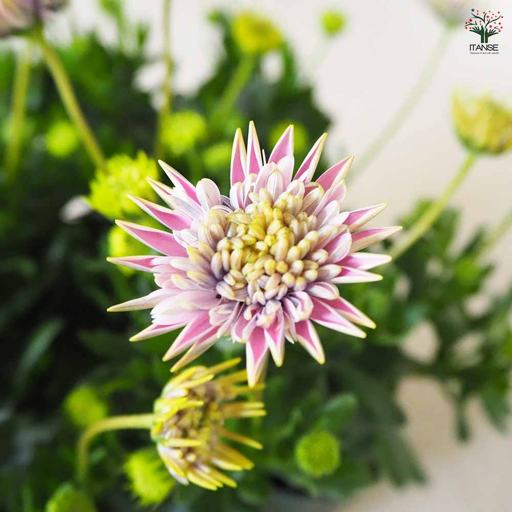 オステオスペルマム ロココ 【花苗 3.5号ポット】｜ 【植物の