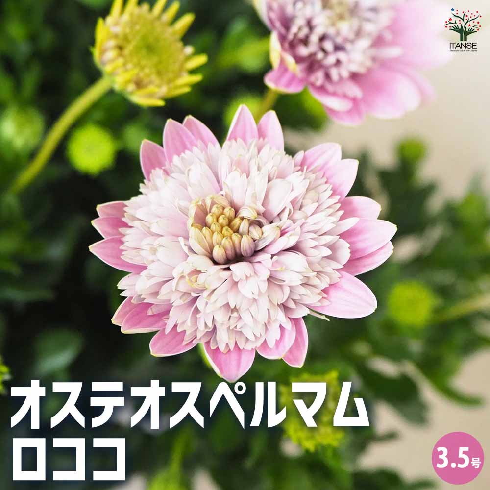 オステオスペルマム ロココ 【花苗 3.5号ポット】