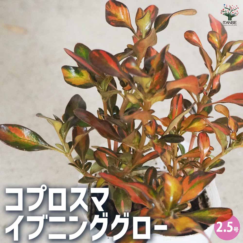 コプロスマ イブニンググロー 【花苗 2.5号ポット】