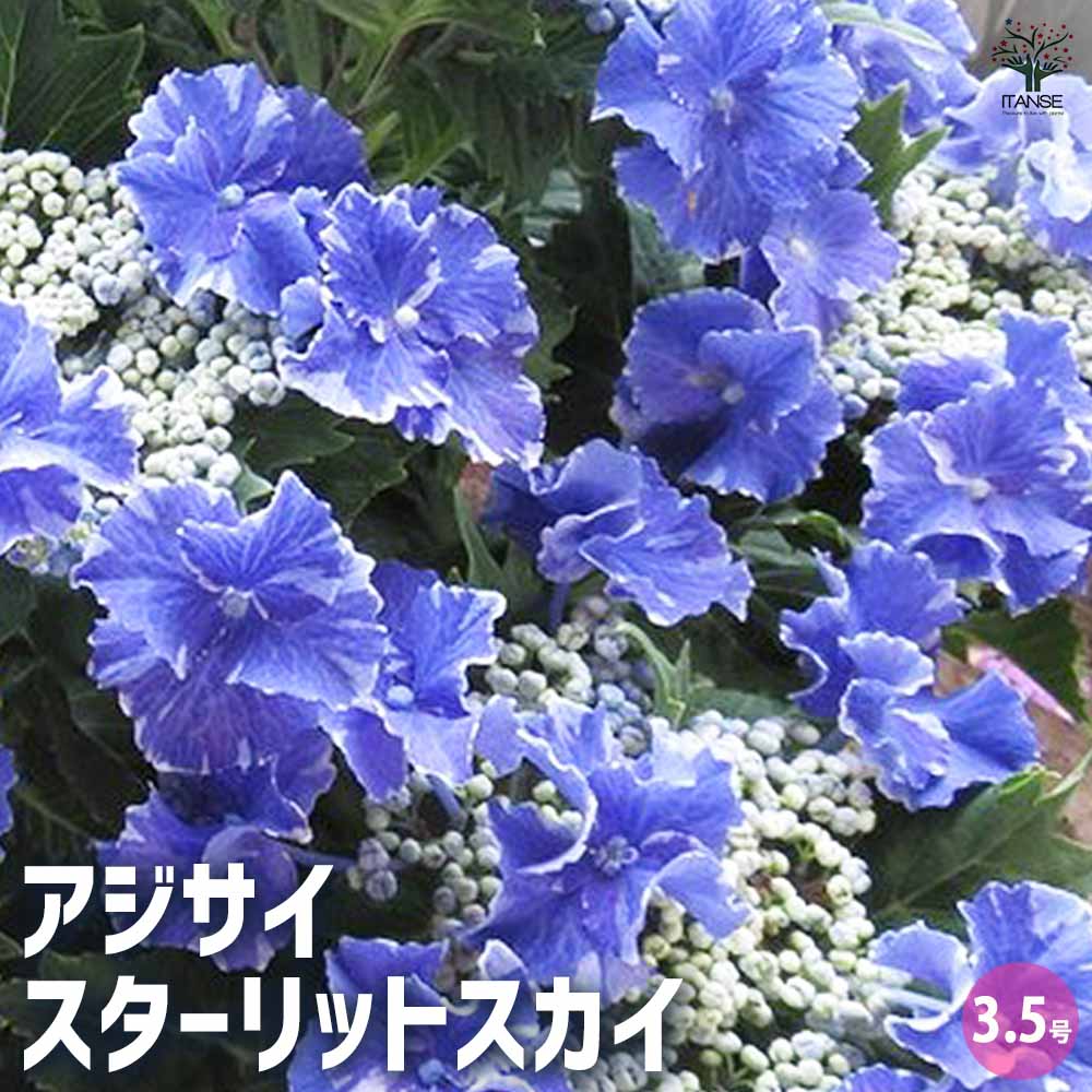 アジサイ スターリットスカイ 【花木苗 3.5号ポット】｜ 【植物の