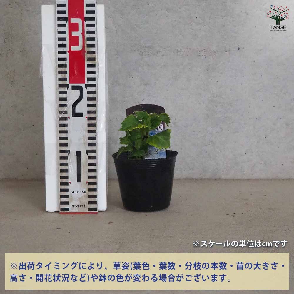 アジサイ スターリットスカイ 絢 【花木苗 3.5号ポット】｜ 【植物の