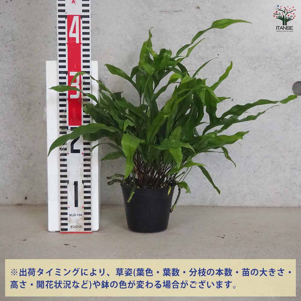 ミクロソリウム ディベルシフォリウム 【観葉植物 3.5号ポット
