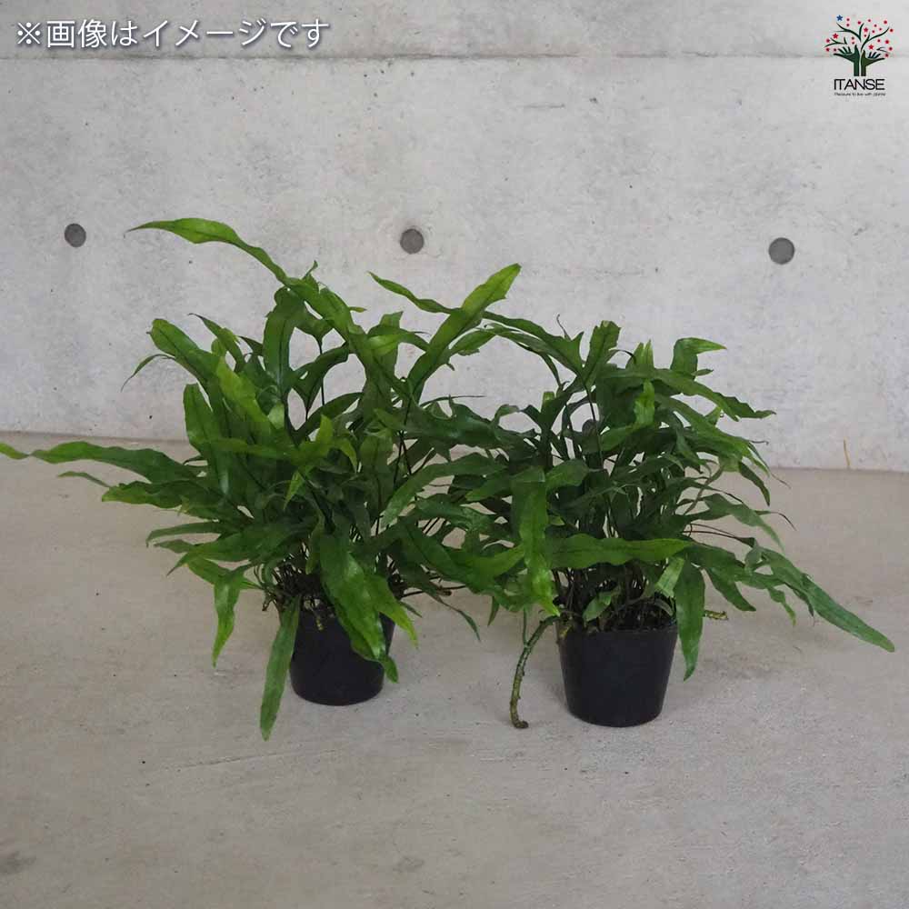 ミクロソリウム ディベルシフォリウム 【観葉植物 3.5号ポット