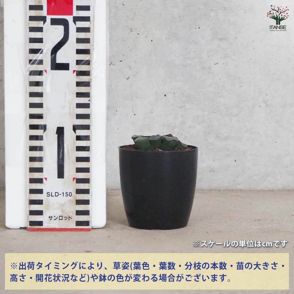 ハオルチア(赤) 万象・空間 【多肉植物 2.5号ポット／1個売り