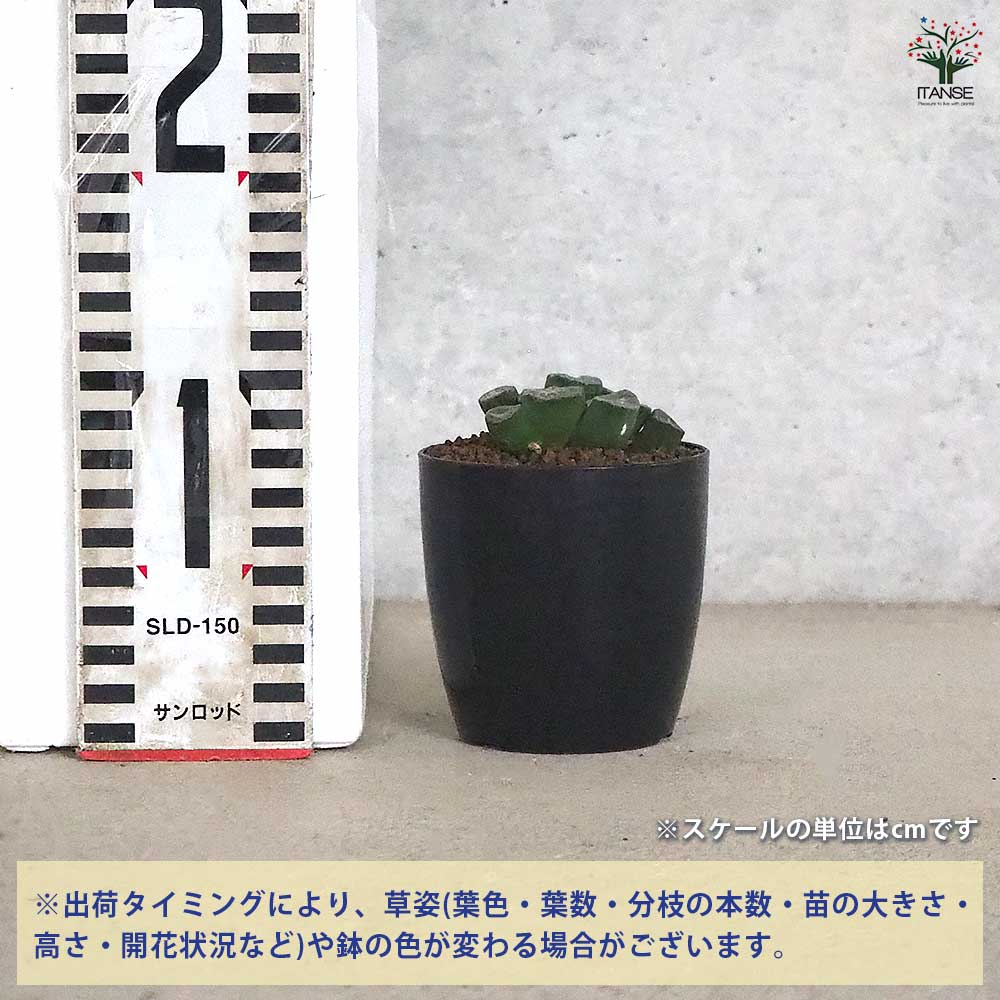 ハオルチア(赤) 万象・氷河 【多肉植物 2.5号ポット／1個売り