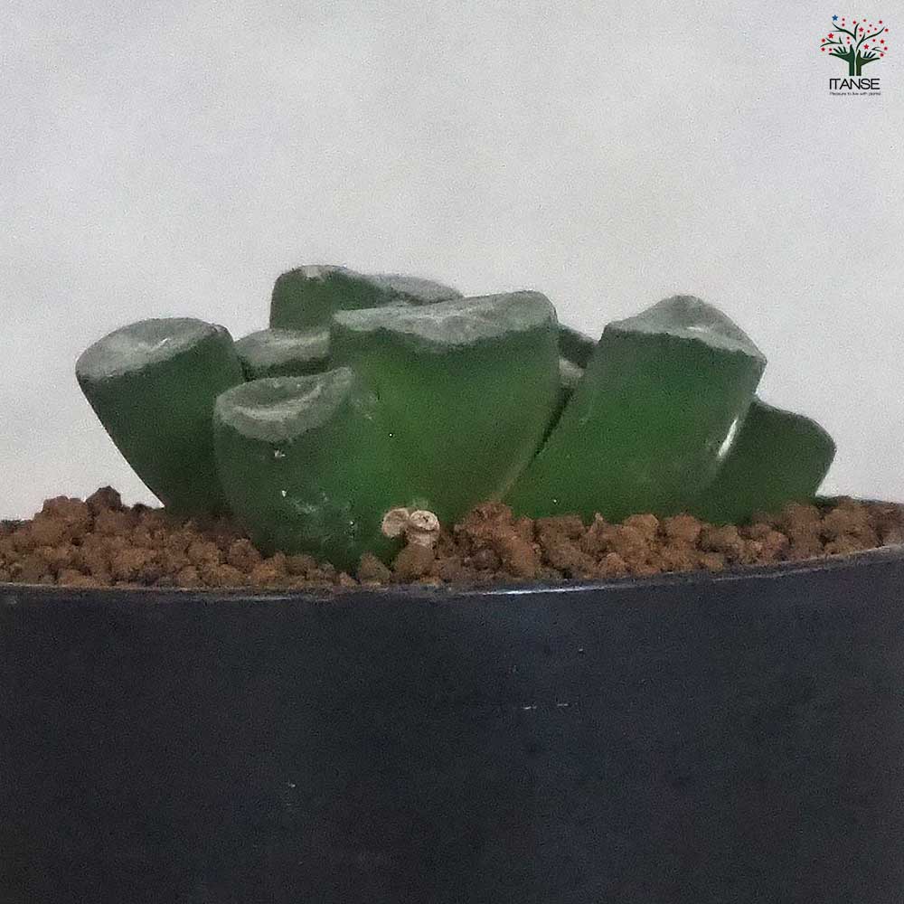 多肉植物 ハオルチア 氷河の門 台湾李氏実生