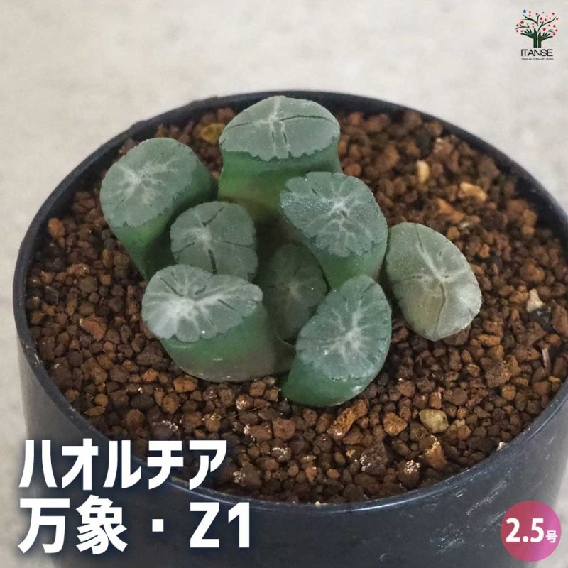 ハオルチア(青) ラブハート 【多肉植物 2.5号ポット／1個売り