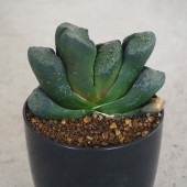 ハオルチア(赤) 玉扇・則天武后 【多肉植物 2.5号ポット／1個売り】|多肉植物