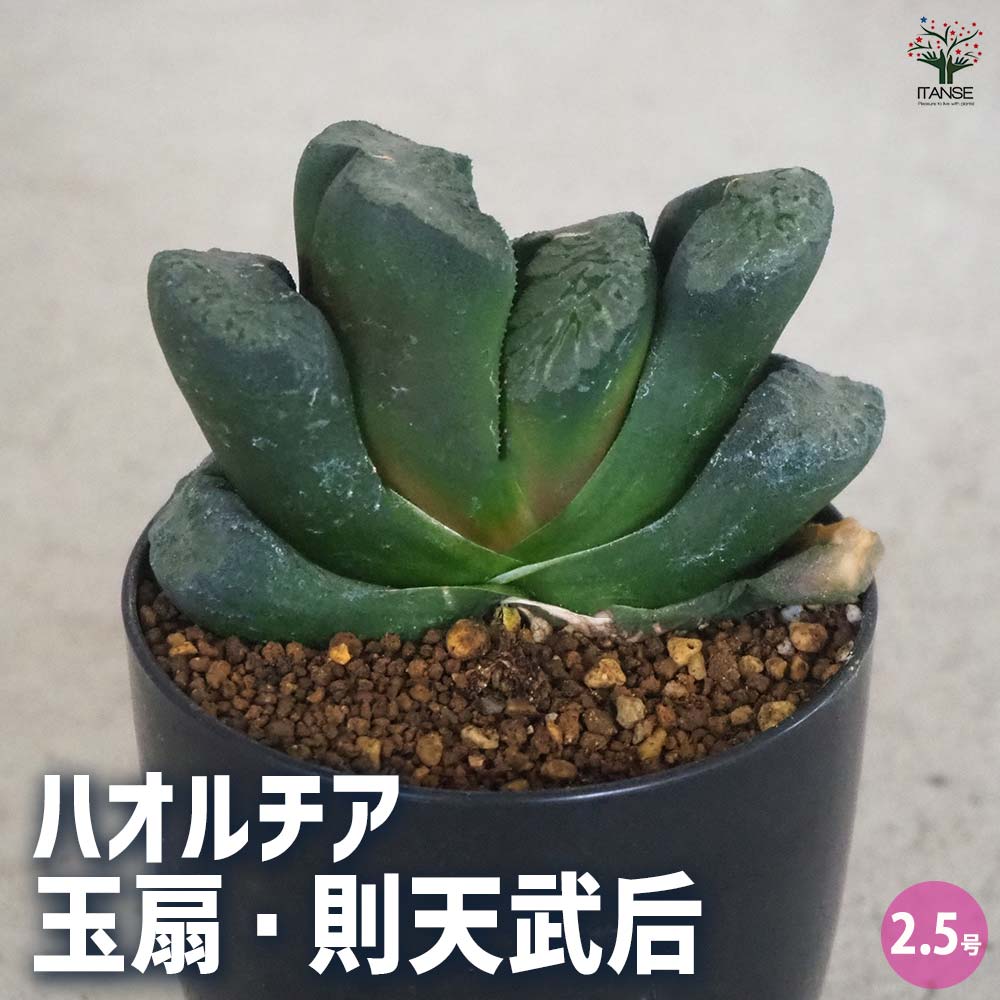 多肉植物多肉植物 花サボテン 個体変異 黄緋花玉 (実生)