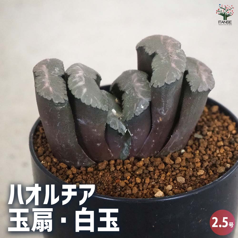 多肉植物 ハオルチア 玉扇 金子氏実生 大型  多肉植物 ハオルチア 玉扇「ブルーウィング」金子氏実生特品 超大型美種