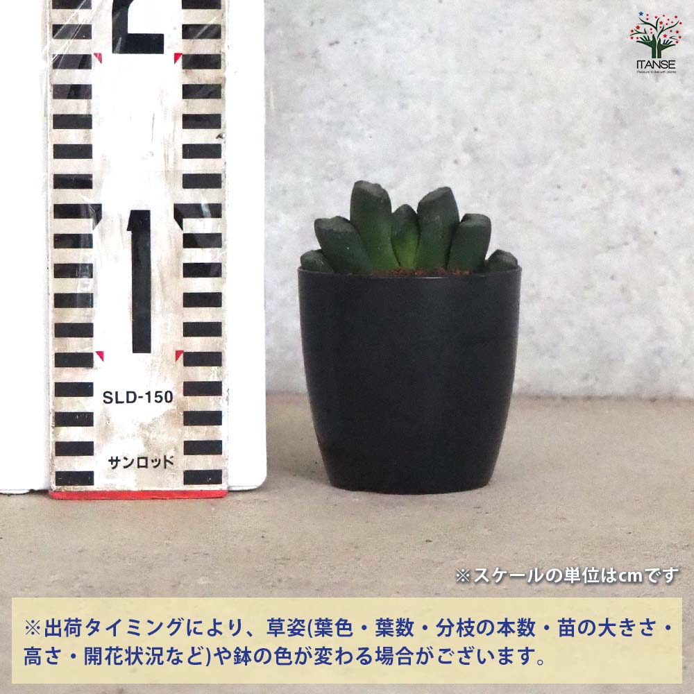 ハオルチア(赤) 玉扇・ステンドグラス 【多肉植物 2.5号ポット／1個