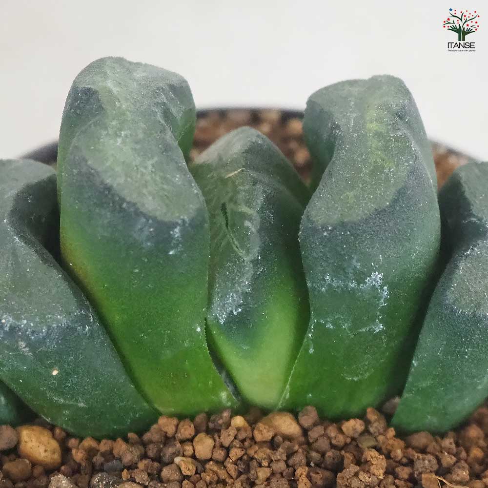 【珍品】多肉植物 硫黄団扇 赤い妖 珍品】多肉植物 硫黄団扇 赤い妖