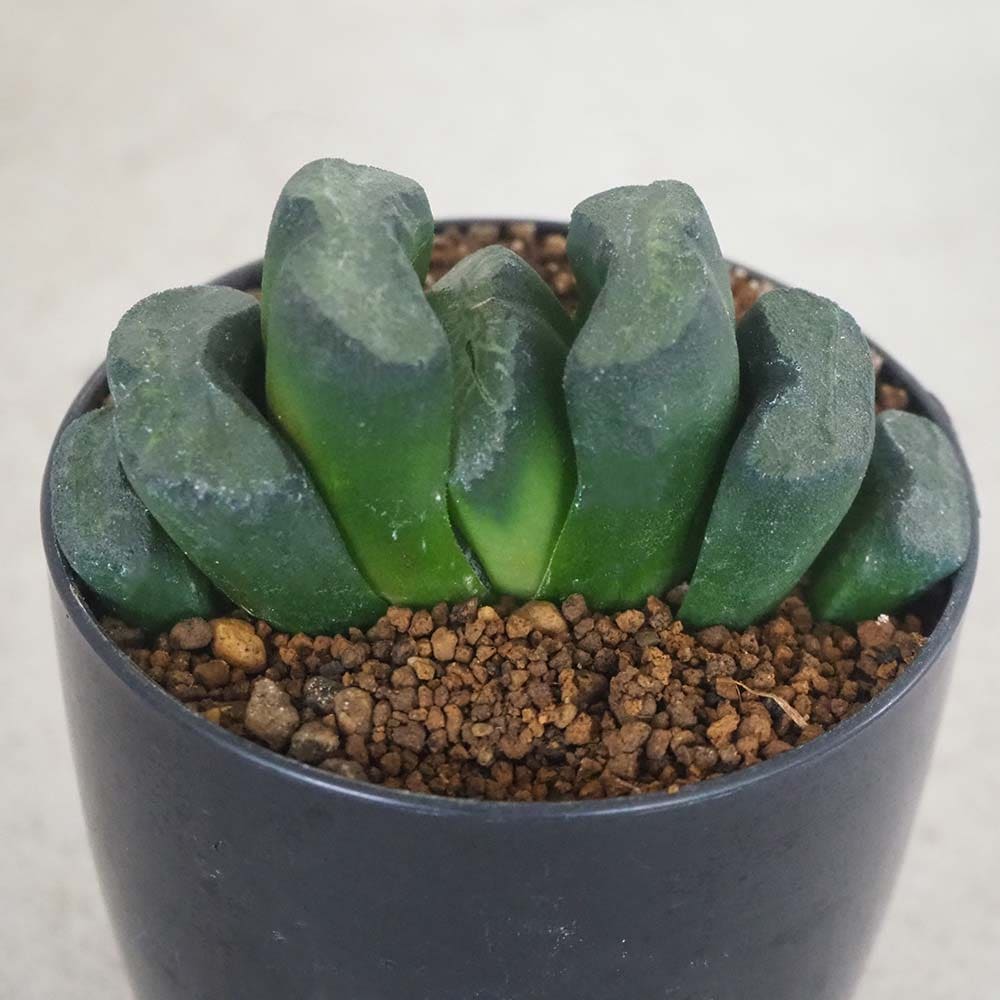 多肉植物 緑と赤のロゼット状*3 ロゼット状の葉がお花みたい！多肉植物「センペルビウム」に注目
