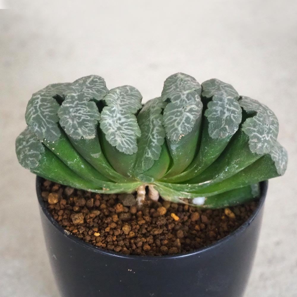 珍品】多肉植物 硫黄団扇 赤い妖 珍品】多肉植物 硫黄団扇 赤い妖 珍品