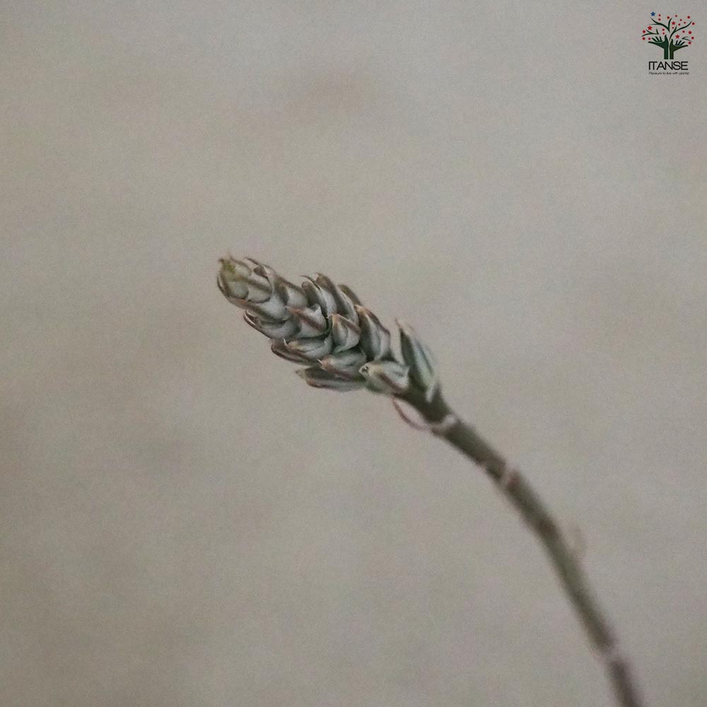 ハオルチア(赤) B型コンプトミュータント 【多肉植物 2.5号ポット／1個